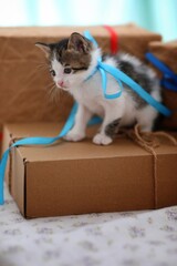 Fototapeta premium Little kitten, blue ribbon, cat, for greetings, portrait, photo, background, wallpaper for presentations, gifts, greetings, day, holiday,cat in box