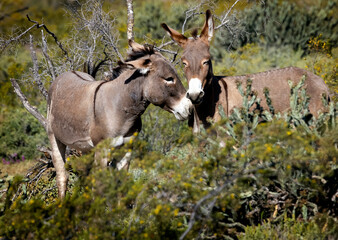 Wild burros in the desert just North of Phoenix Arizona