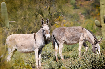 Naklejka na ściany i meble Wild burros in the desert just North of Phoenix Arizona