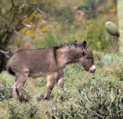 Wild burros in the desert just North of Phoenix Arizona