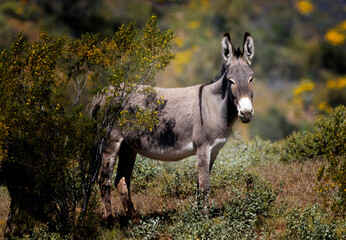 Wild burros in the desert just North of Phoenix Arizona