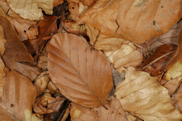 Autumnal background with brown beech leaves on the forest floor