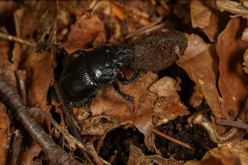 Close up of a wood dung beetle on the forest ground 