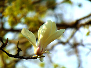 Fototapeta na wymiar white magnolia flower 
