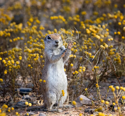 Tiny ground squirrel enjoying the bounty of the Arizona Spring super-bloom 