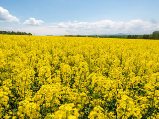 Obraz premium 滝川の菜の花（北海道滝川市）