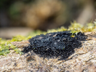 Chaetosphaerella phaeostroma black fungus, uk.