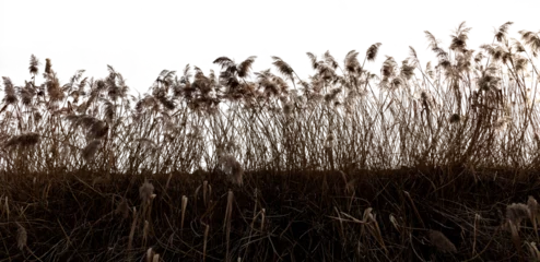 Foto op Canvas reeds blown by the wind against the light and isolated © ginettigino