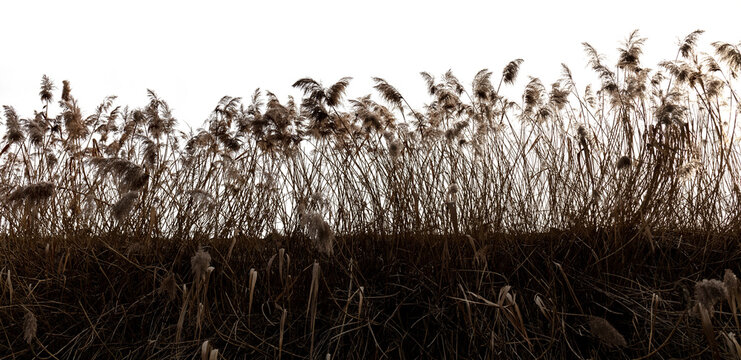reeds blown by the wind against the light and isolated