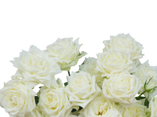 White blooming roses