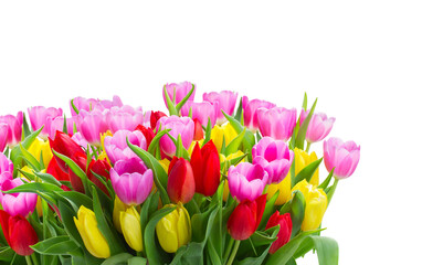 bouquet of yellow, purple and red tulips