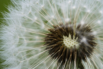 Dandelion  macro photo