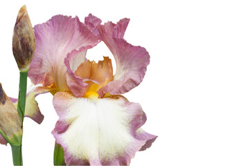 Fototapeta na wymiar Iris flowers isolated on white background, png file with transparency 