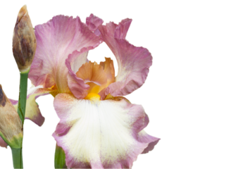Iris flowers isolated on white background, png file with transparency 