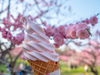 平岡公園の梅と梅ソフトクリーム（北海道札幌市清田区）