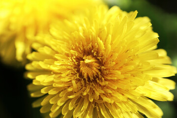 A macro photo of a yellow dandelion