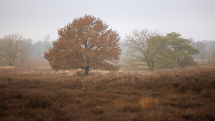 Winter scene of the heathland on the Veluwe near Ermelo in the Netherlands