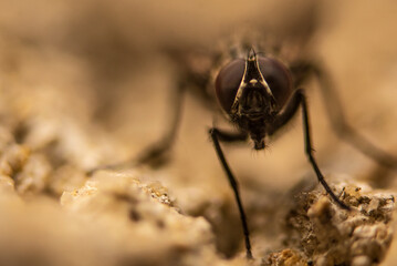 The eyes of a fly in macro very close