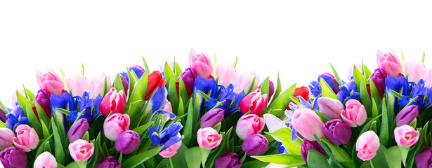 Pink and violet tulips flowers