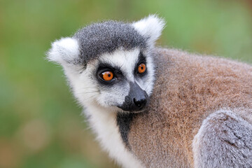 Close up shot of Ring-tailed lemur (lemur catta)