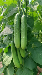 Green cucumbers. Illustration AI Generative.