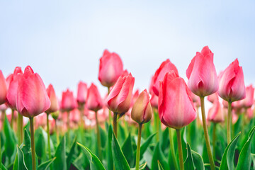 Rows of pink tulips in The Netherlands, During Spring.