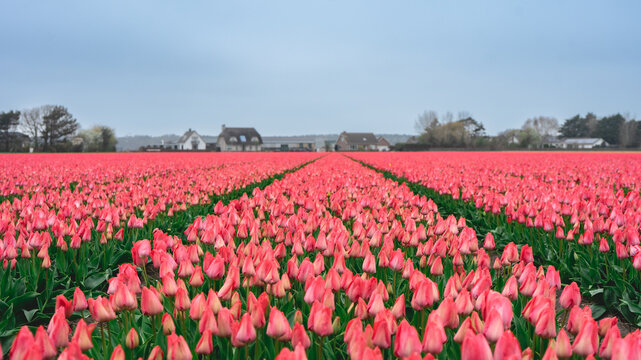 Rows of pink tulips in The Netherlands, During Spring.