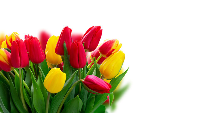 fresh tulips flowers