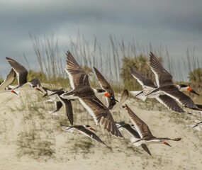 Flock of black skimmers in flight over the beach on Amelia Island, Florida