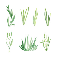 Watercolor green grass set. Hand drawn illustration on white background. Ideal for floral background, graphics design.