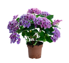 violet hortenzia flower