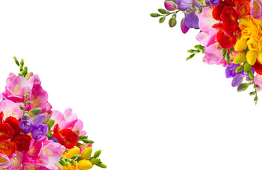 Fresh freesia flowers