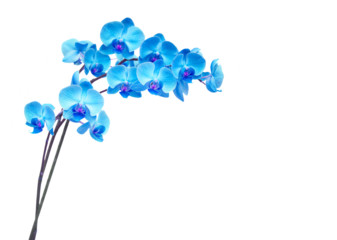 purple orchid branch
