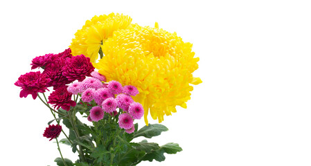 Yellow, red and pink  mum flowers