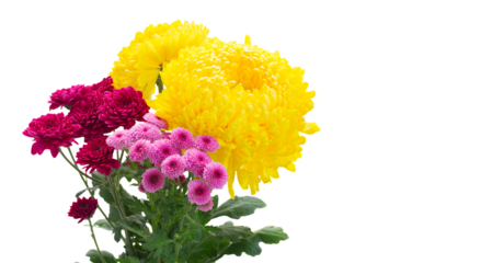 Yellow, red and pink  mum flowers