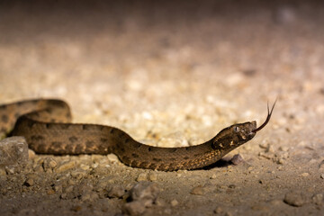 Yucatán hog nosed viper
