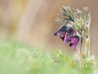 Mountains Pasque purple flowers in early spring, Pulsatilla montana
