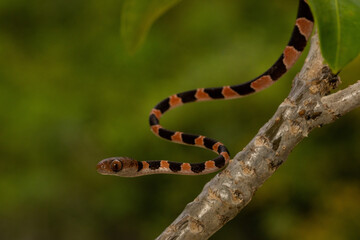 Yucatán blunt headed tree snake