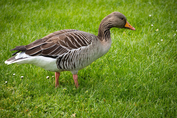 goose on the meadow