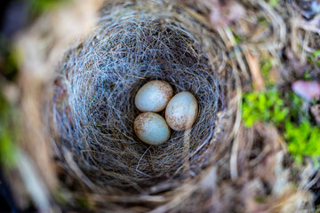Vogelnest mit Eier