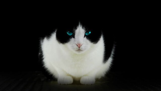 Serious cat with blue eyes sitting on the floor
