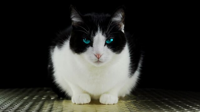 Serious cat with blue eyes sitting on the floor