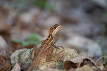 Common basilisk 