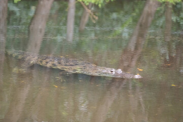 Morelet's crocodile in water