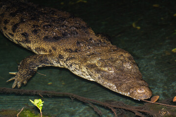 Morelet's crocodile in water