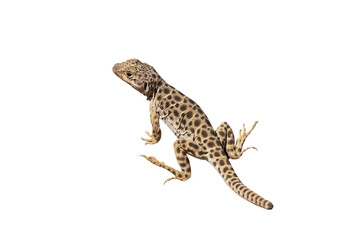 Naklejka premium Blunt Nose Leopard Lizard Cut Out