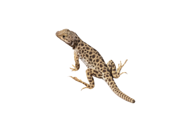 Blunt Nose Leopard Lizard Cut Out