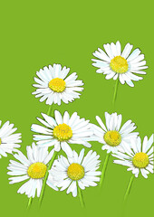 daisies on green background