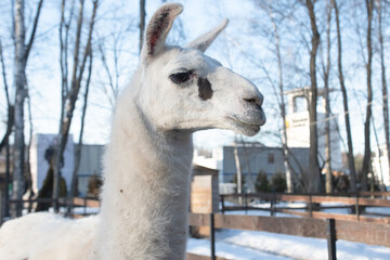 Obraz premium White llama portrait . Farm, zoo, park. Llama looking at camera 