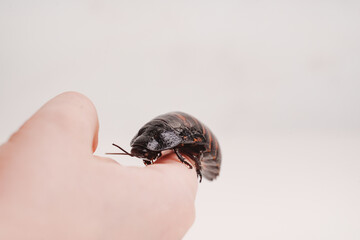 a large hissing Madagascar cockroach in children's hands